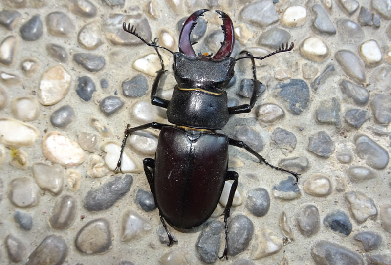 Lucanus cervus - Lucanidae